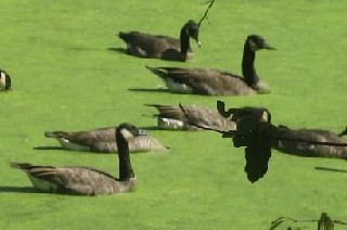 Howell Wetlands