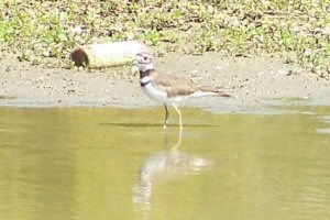 Howell Wetlands