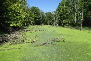 Howell Wetlands