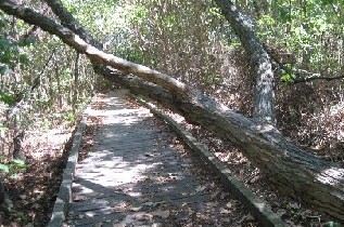Howell Wetlands