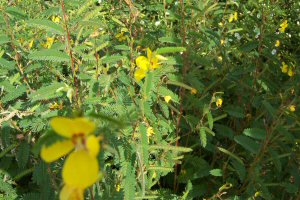 Partridge Pea