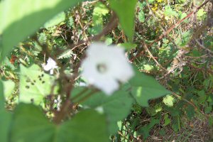 Little White Morning Glory
