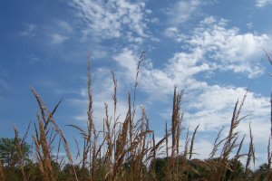 Indian Grass