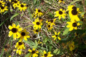 Brown Eyed Susan