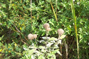 Bee Balm seed balls