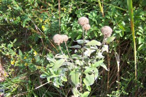 Bee Balm seed balls