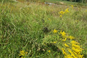Rigid Goldenrod