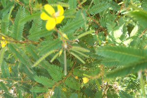 Partridge Pea