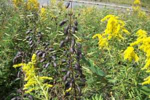 Wild White Indigo seed pods