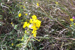Rigid Goldenrod