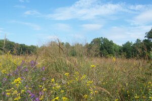 Prarie Cord Grass