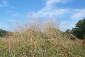 Prarie Cord Grass