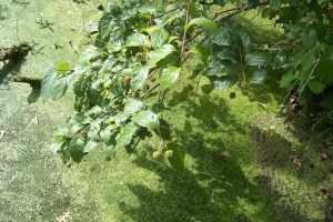 Button Bush Seed Balls