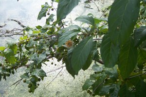 Button Bush Seed Balls