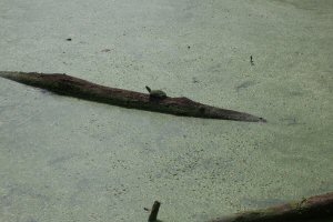 Turle covered with algae