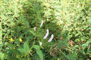 Pink Smartweed