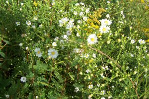 Fleabane