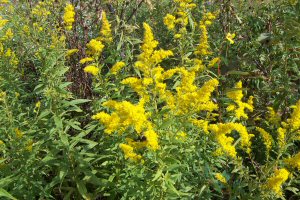 Golden Rod