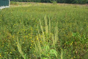 Giant Ragweed