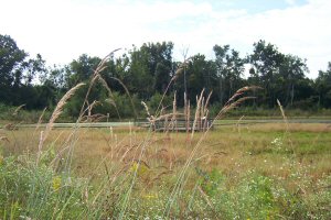 Indian Grass