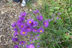 New England Aster