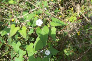 Little White Morning Glory
